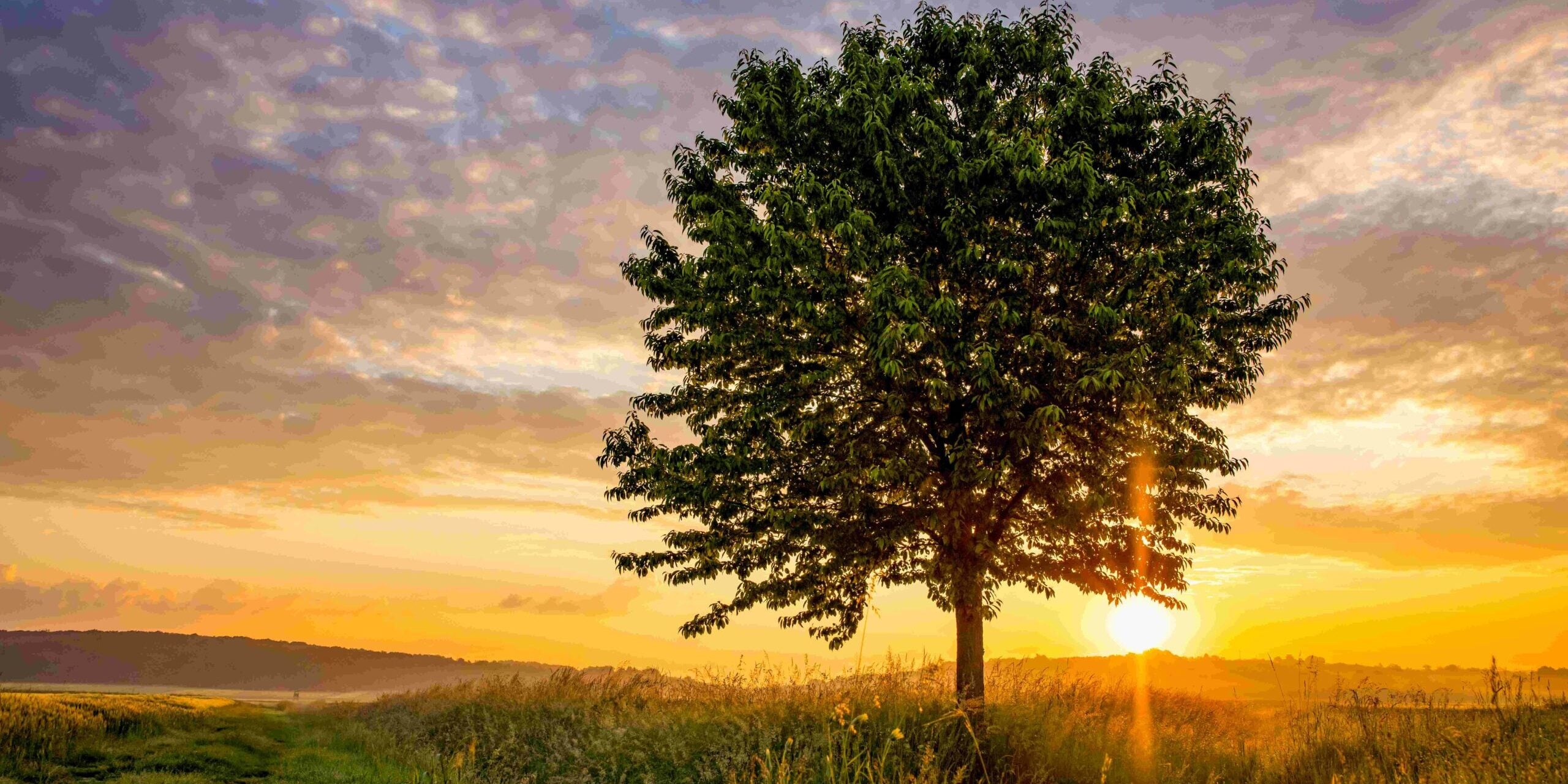 Tree and Sun